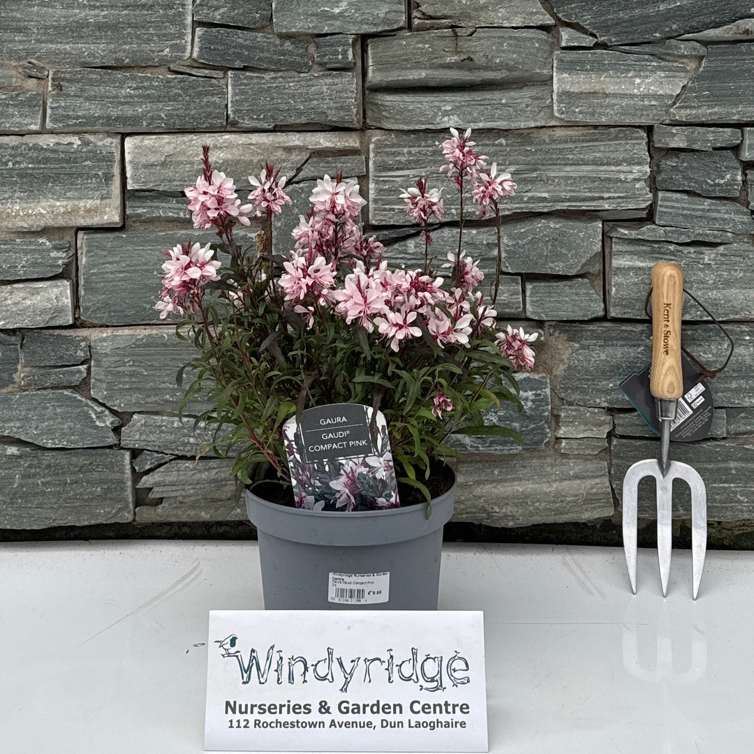 Gaura Gaudi Compact Pink