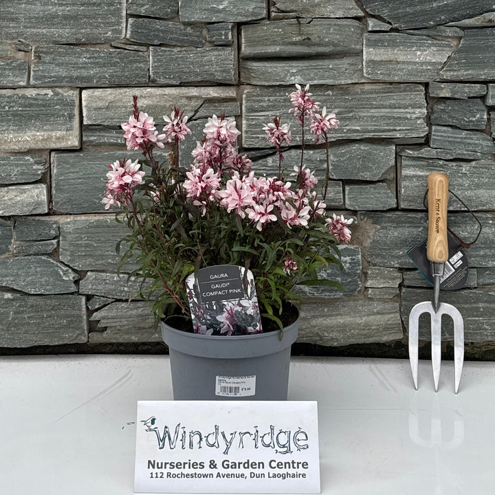 Gaura Gaudi Compact Pink