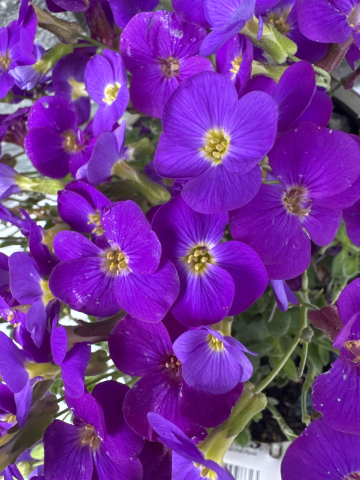 Aubrieta Kitty Blue