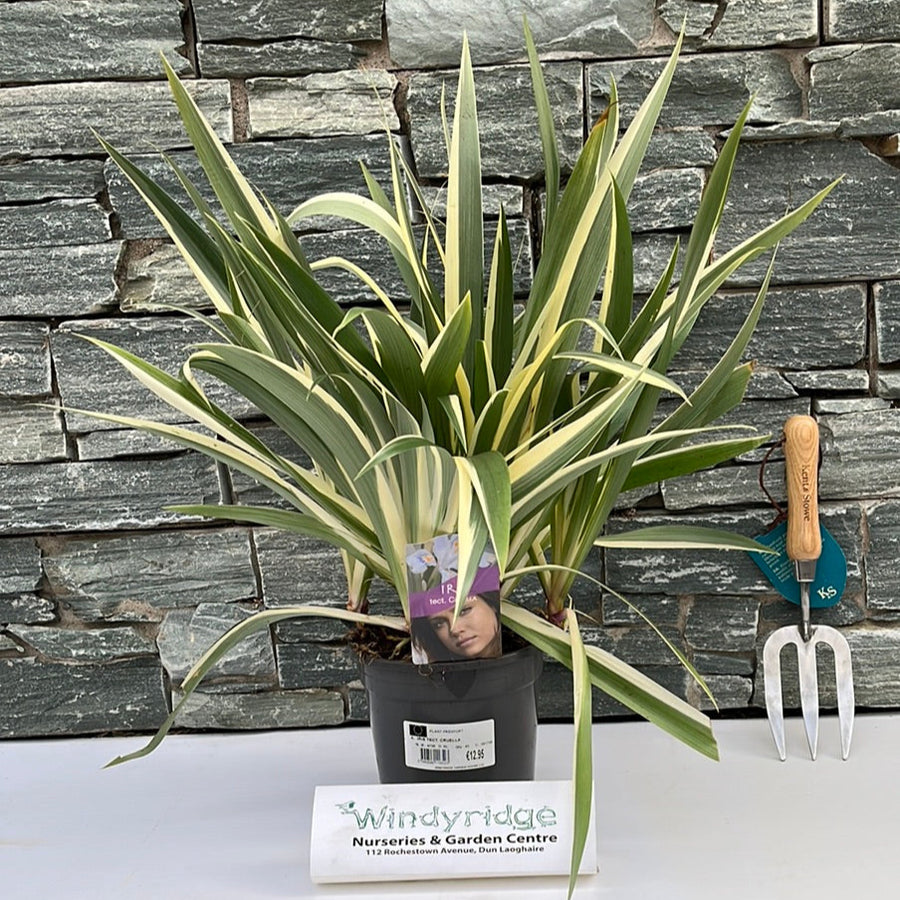 Iris Tect. Cruella - Herbaceous - Windyridge Garden Centre