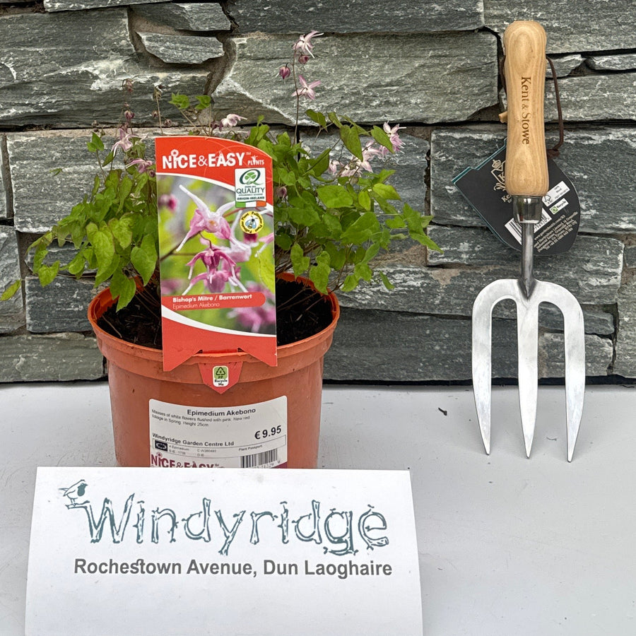 Epimedium Akebono - Herbaceous - Windyridge Garden Centre