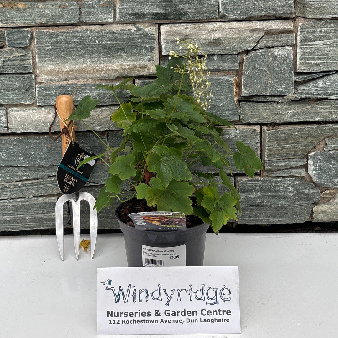 HEUCHERA villosa Chantilly 2 Litre