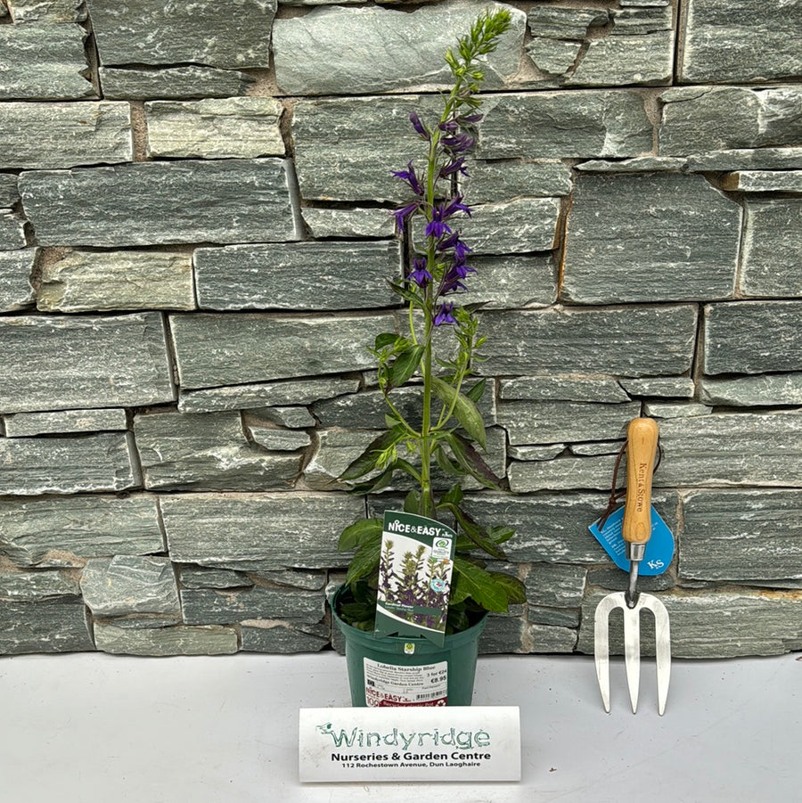 Lobelia Starship Blue - Herbaceous - Windyridge Garden Centre