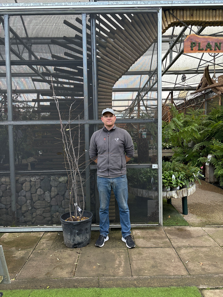CERCIS SILIQUASTRUM CLT 35 / 45 H 150 - 175 CM