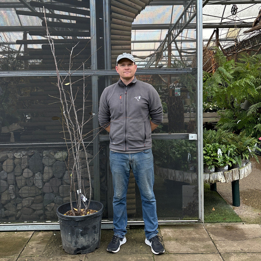 Cercis Siliquastrum Clt 35 / 45 H 150 - 175 Cm - Trees - Windyridge Garden Centre