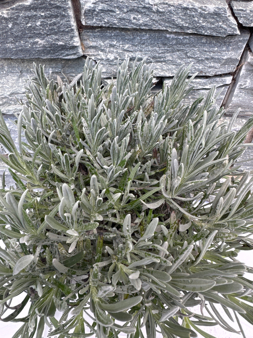 LAVANDULA ang. VERA