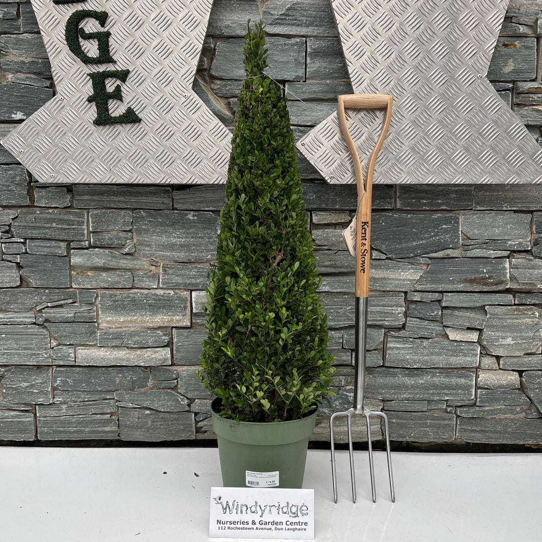 Ilex crenata 'Jenny'® 70-80 CM PYR C6