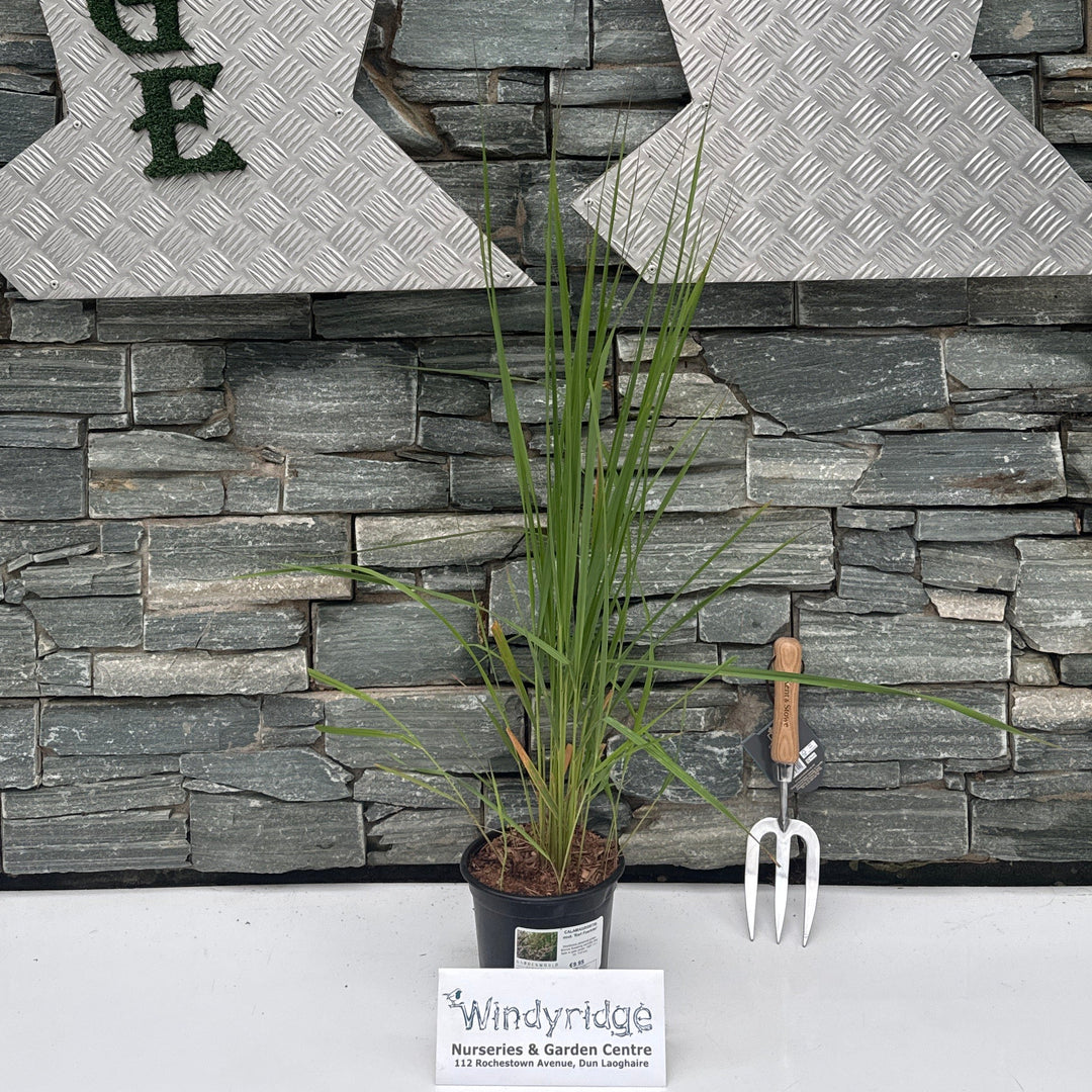 CALAMAGROSTIS acut. 'Karl Foerster' 2L