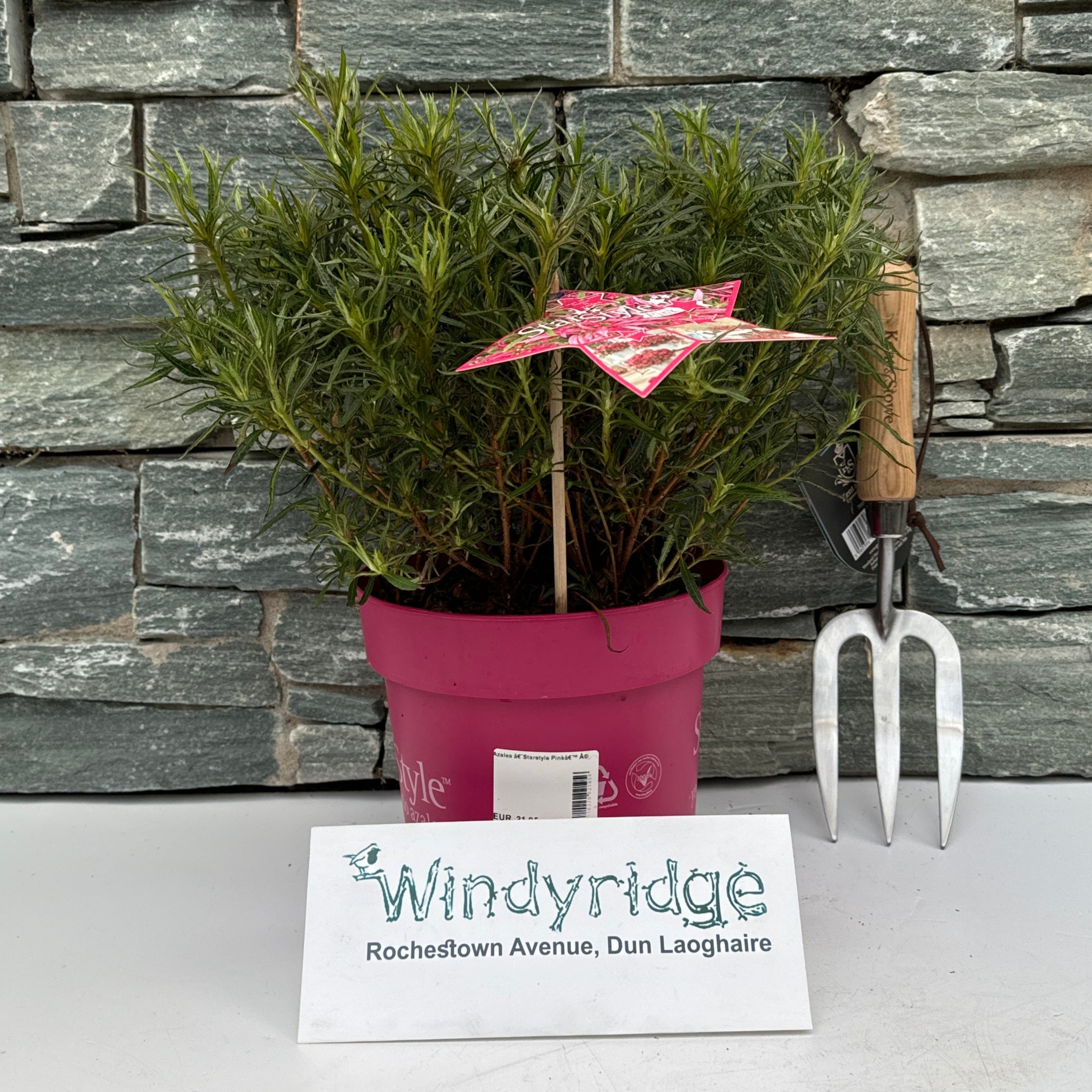 Azalea Starstyle Pink – Windyridge Garden Centre