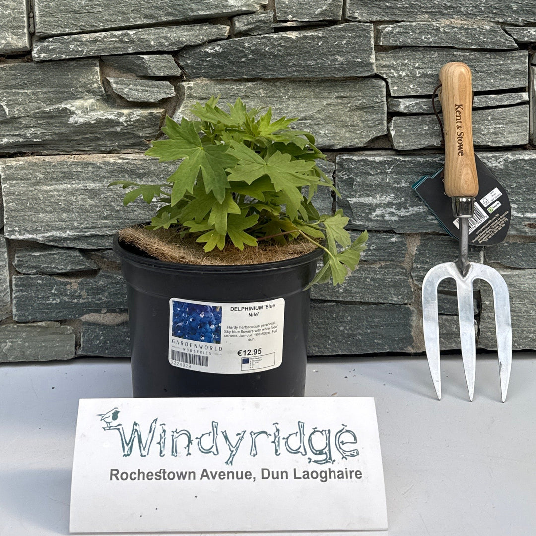 Delphinium 'Blue Nile' - Herbaceous - Windyridge Garden Centre