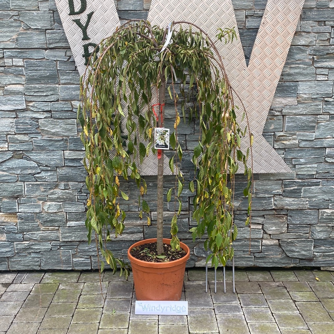 PRUNUS SNOW FOUNTAIN CLT 25   CIRC. TR. 10 - 12 CM  1/2 STD