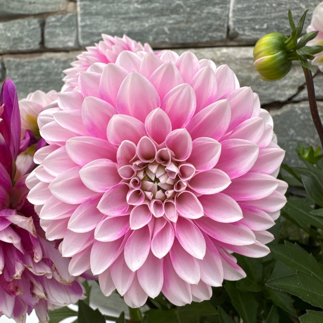 Dahlia Dalaya Pale Pink