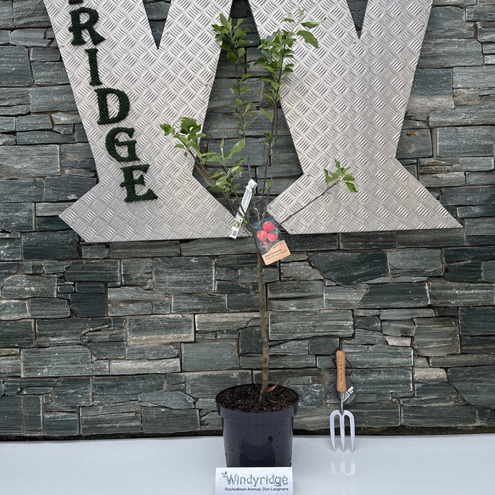 Malus D. Coxs Orange Pippin - Trees - Windyridge Garden Centre
