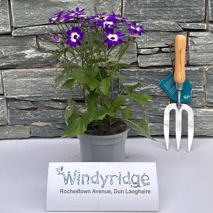 Senetti Seneico Mandala Blue Bicolour - Bedding - Windyridge Garden Centre
