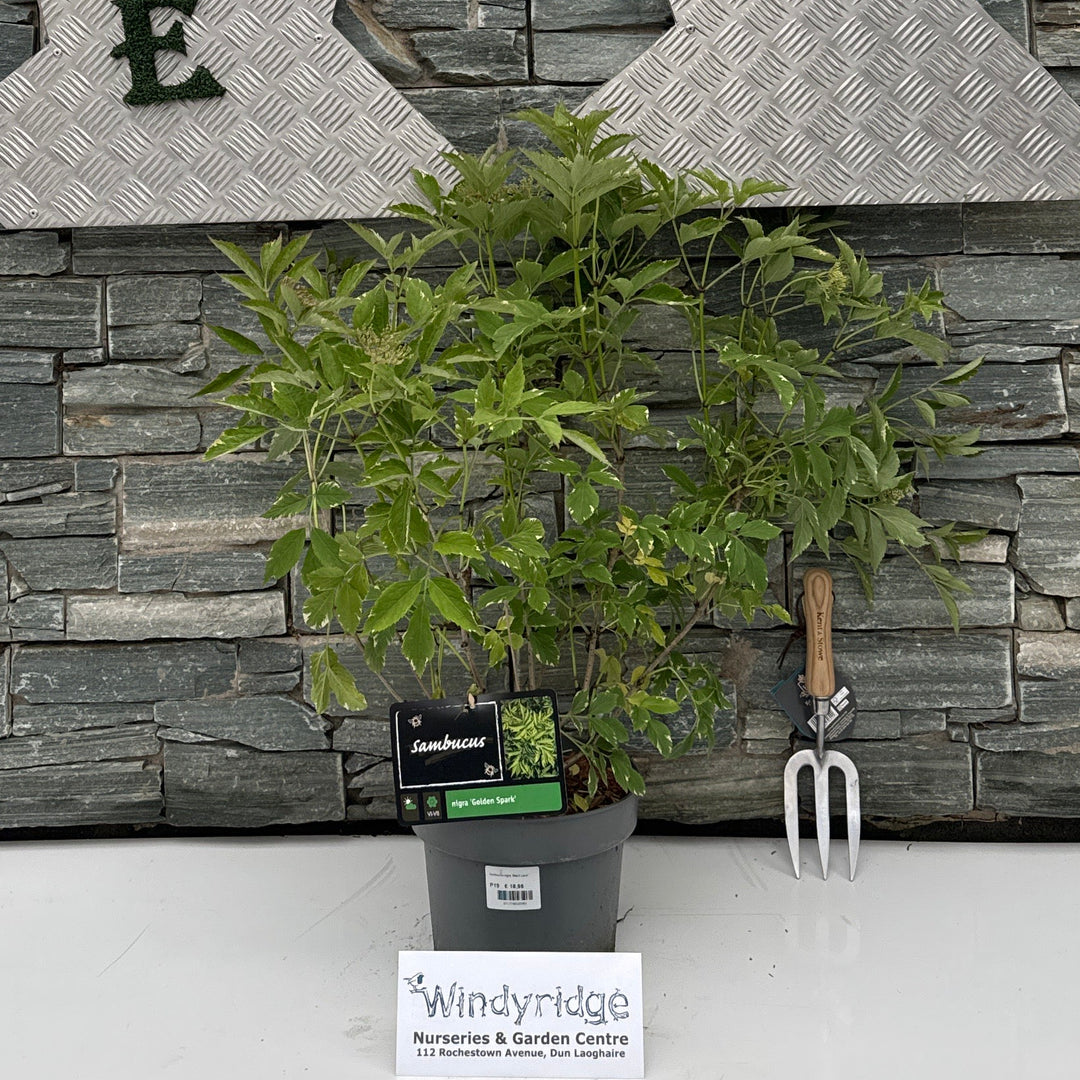 Sambucus nigra 'Golden Spark' 19 cm - Shrubs - Windyridge Garden Centre