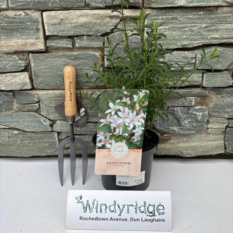 Eriostemon Myoporoides  25-30 Cm C2 - Shrubs - Windyridge Garden Centre