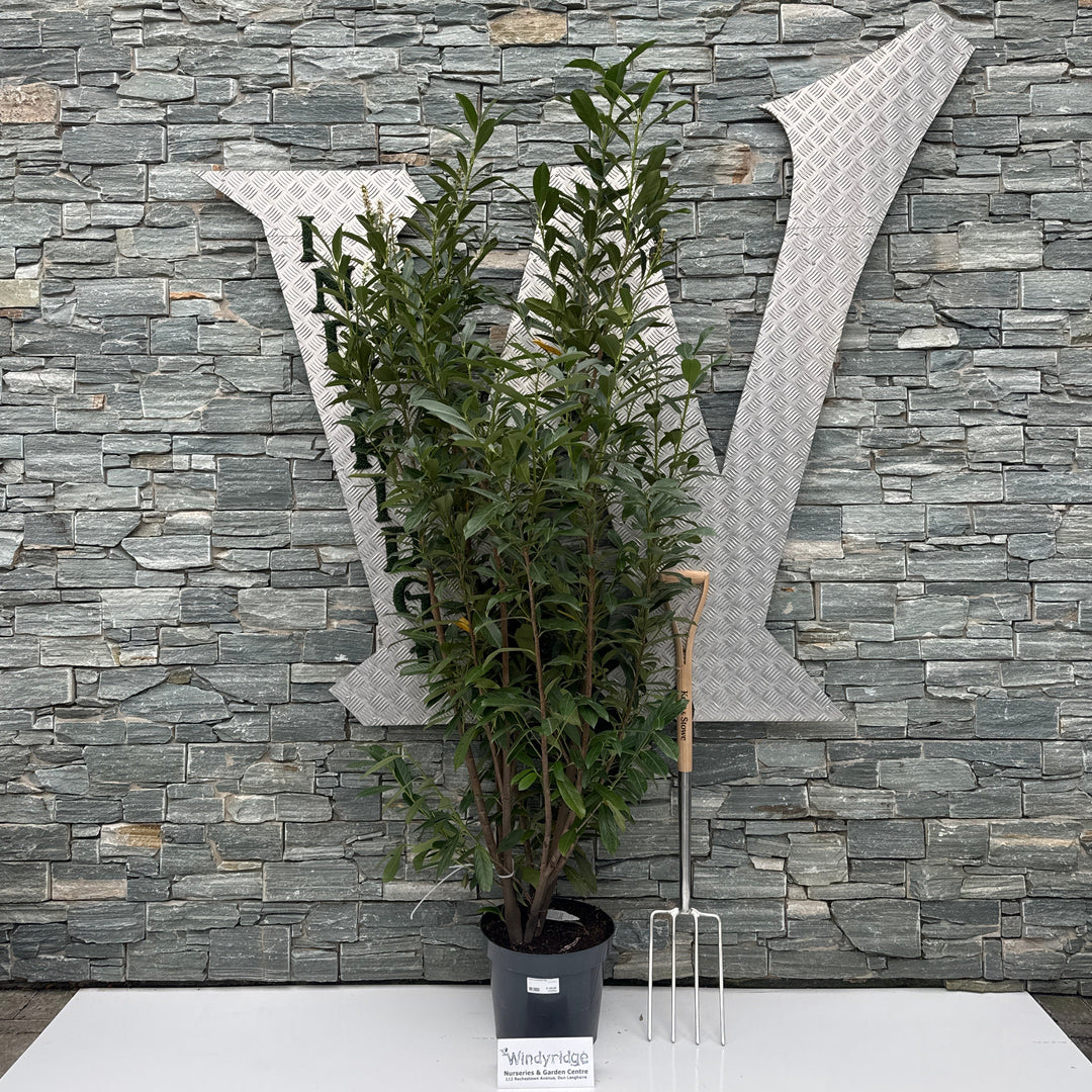 Prunus laurocerasus 'Elly' 150-175 CM C15