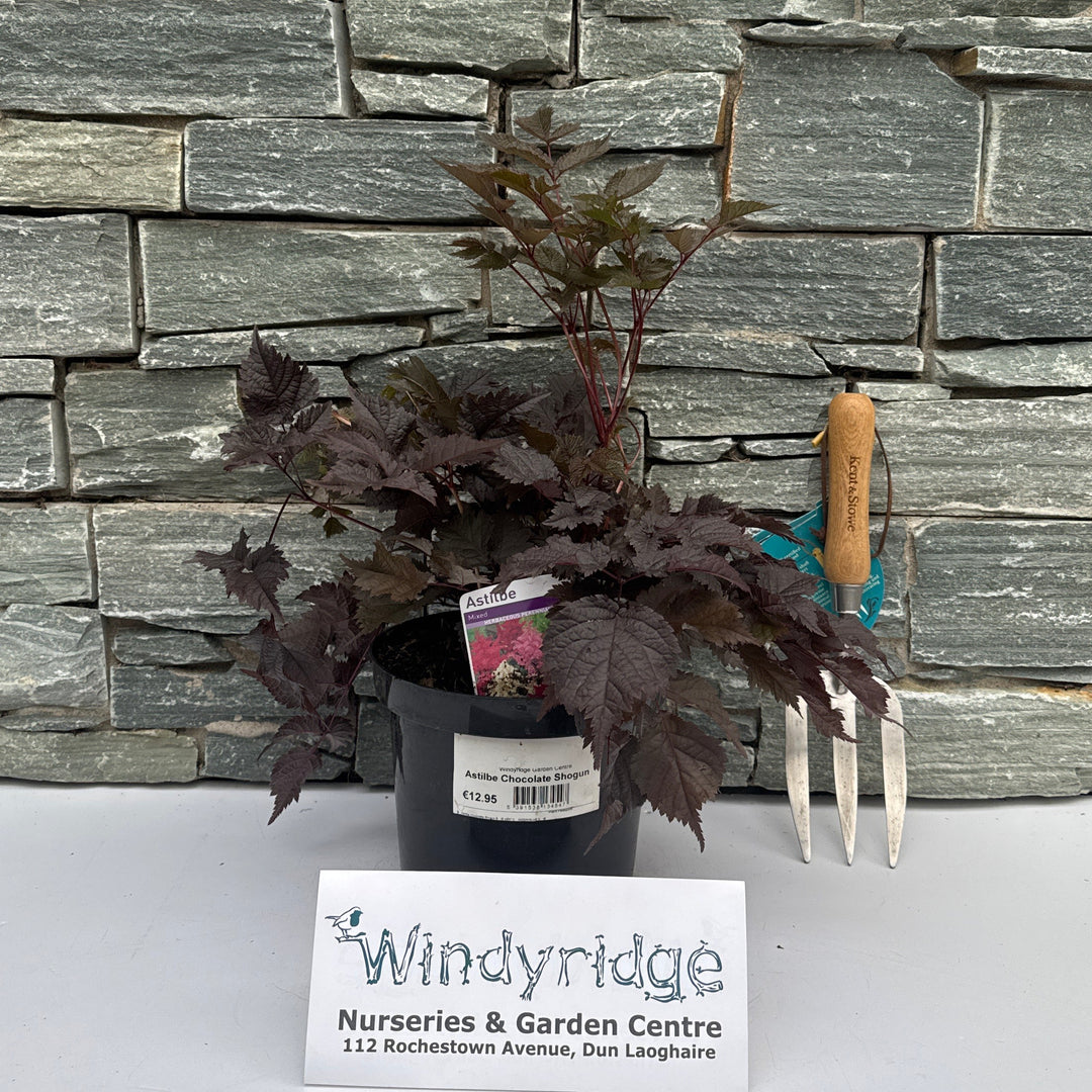 Astilbe Chocolate Shogun 3L