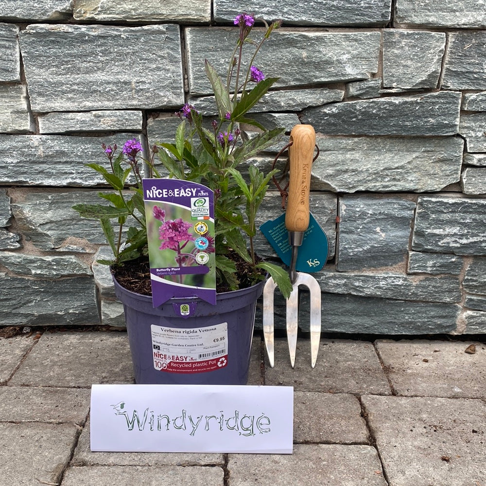 Verbena Rigida Venosa - Herbaceous - Windyridge Garden Centre