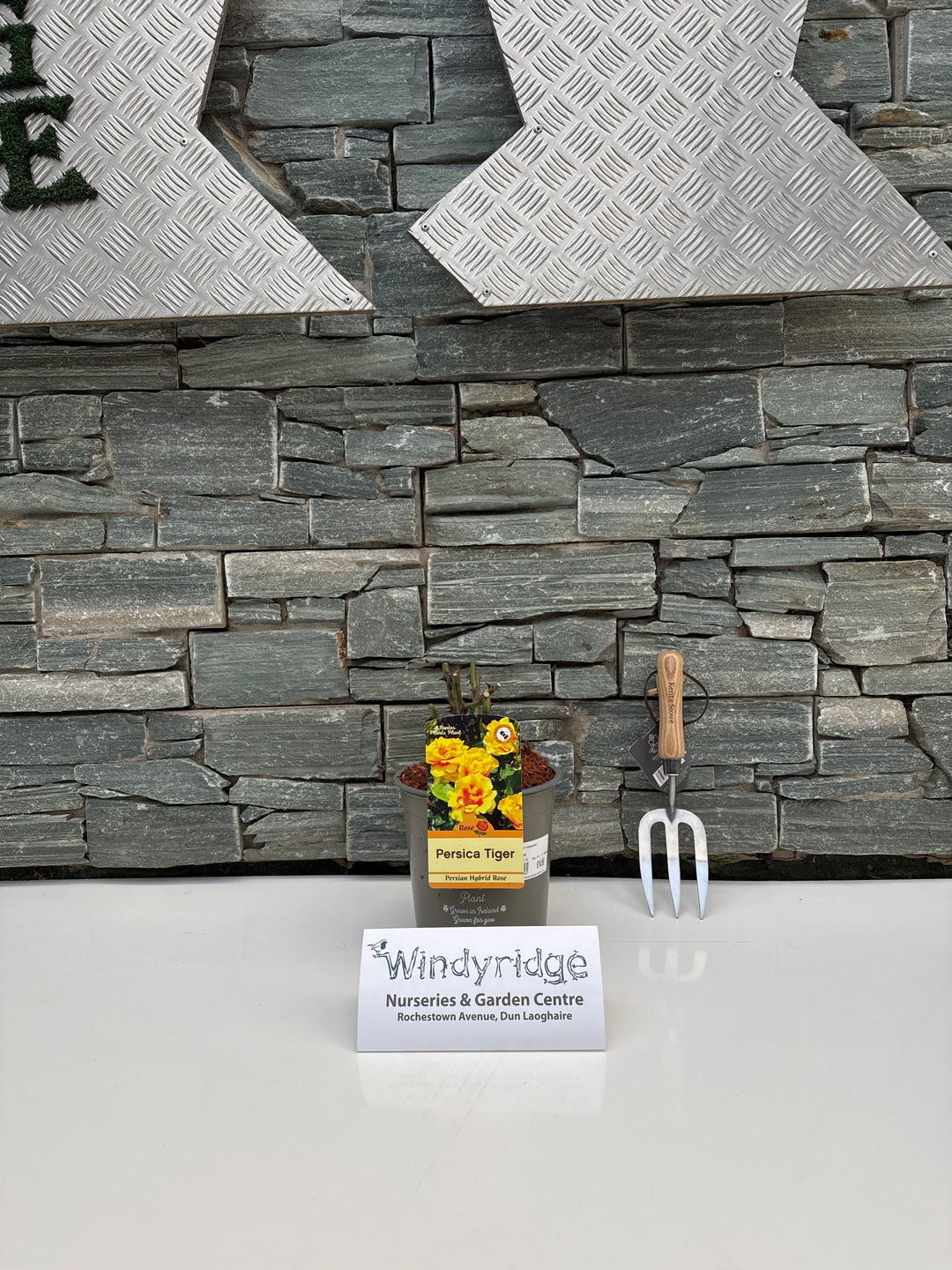 ROSA EYE OF THE TIGER