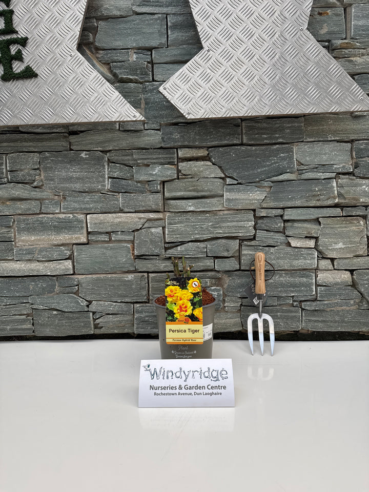 ROSA EYE OF THE TIGER