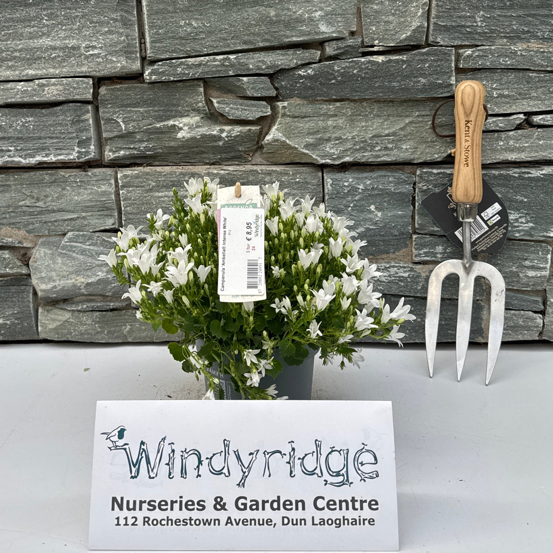 Campanula Ambella Intense White P12