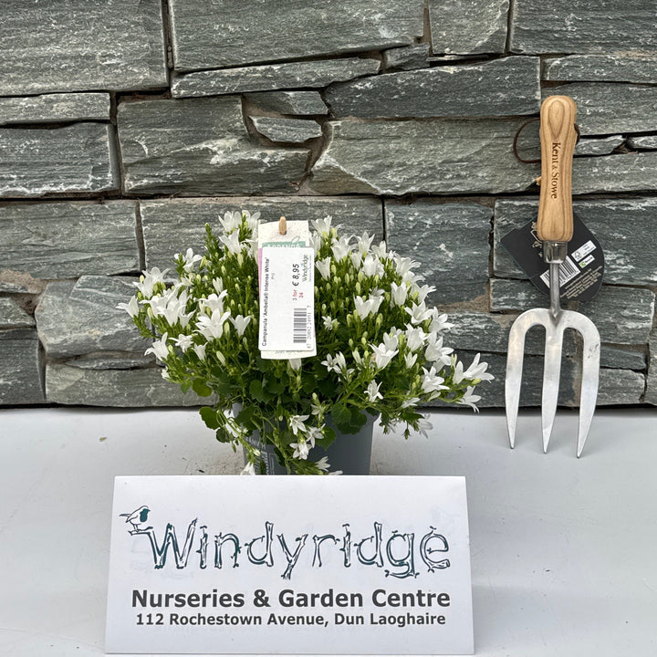 Campanula Ambella Intense White P12