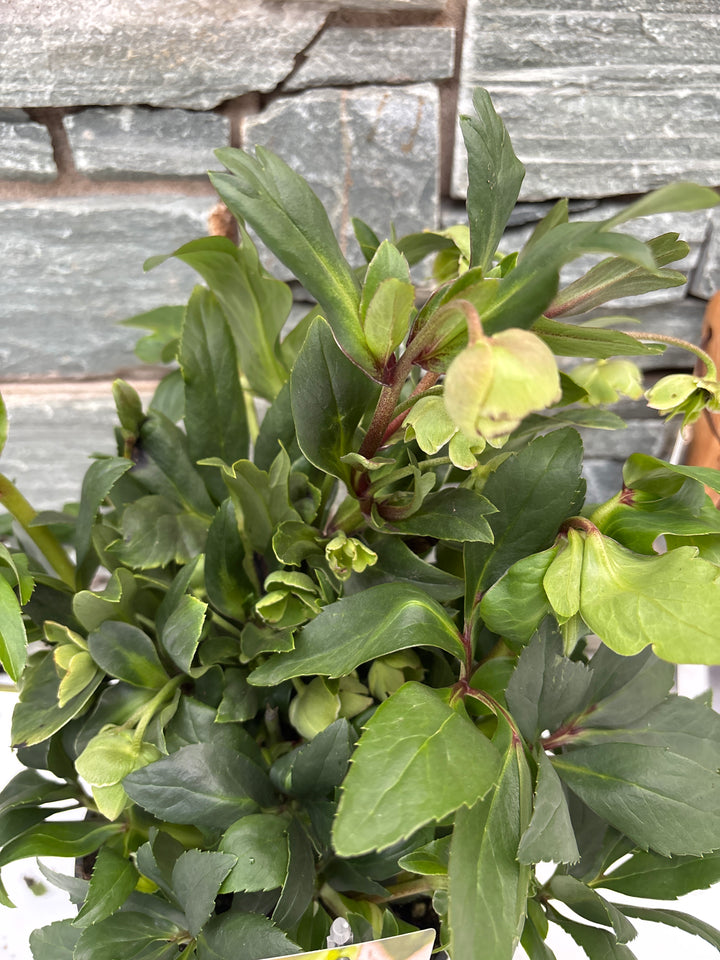 Helleborus Winterbells 2 Ltr pot