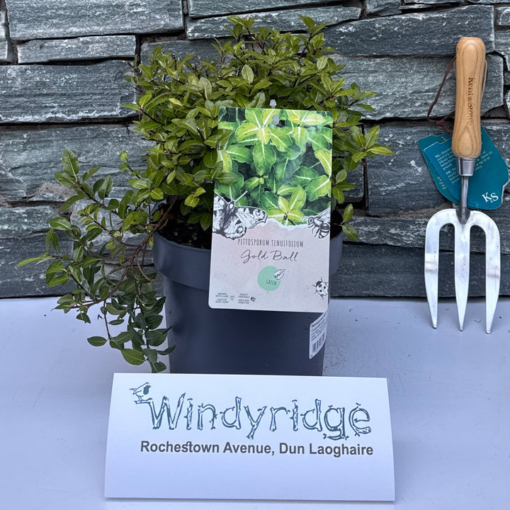 Pittosporum Ten. Gold Ball / 3 Ltr Pot - Shrubs - Windyridge Garden Centre