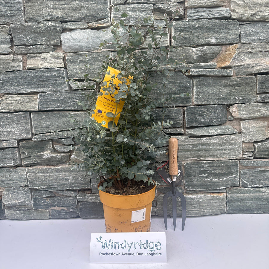 Eucalyptus Gunnii - Shrubs - Windyridge Garden Centre
