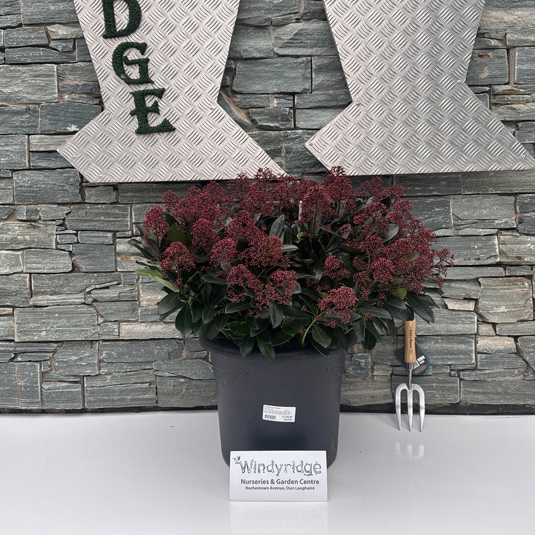 Skimmia jap. Rubella  C35