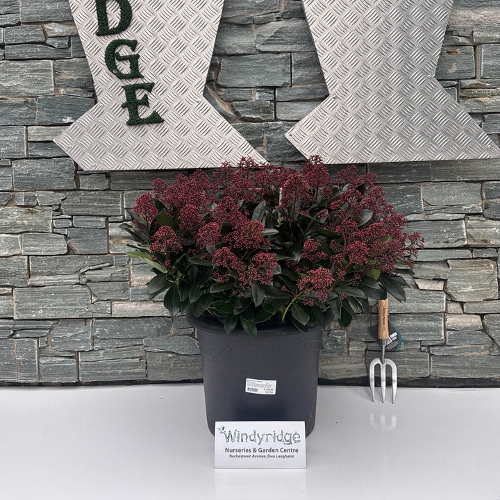 Skimmia jap. Rubella  C35