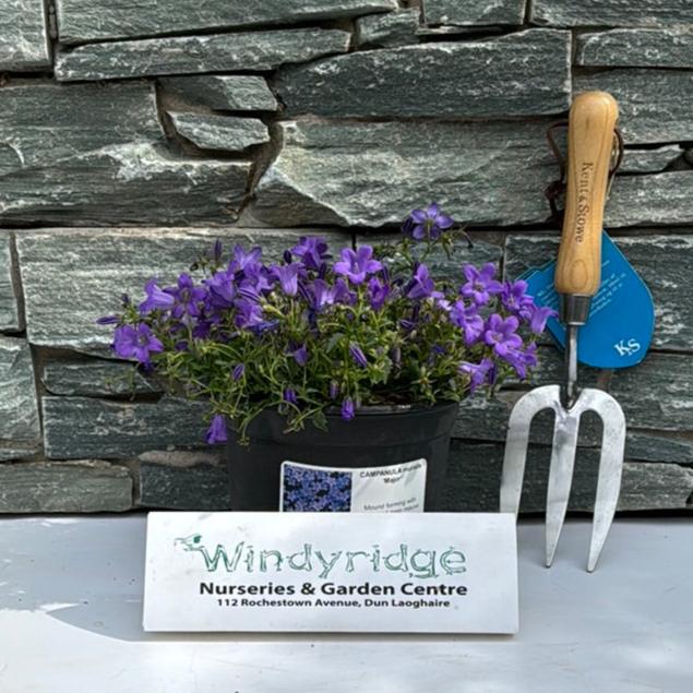 Campanula Muralis Major Looking 30 - Herbaceous - Windyridge Garden Centre