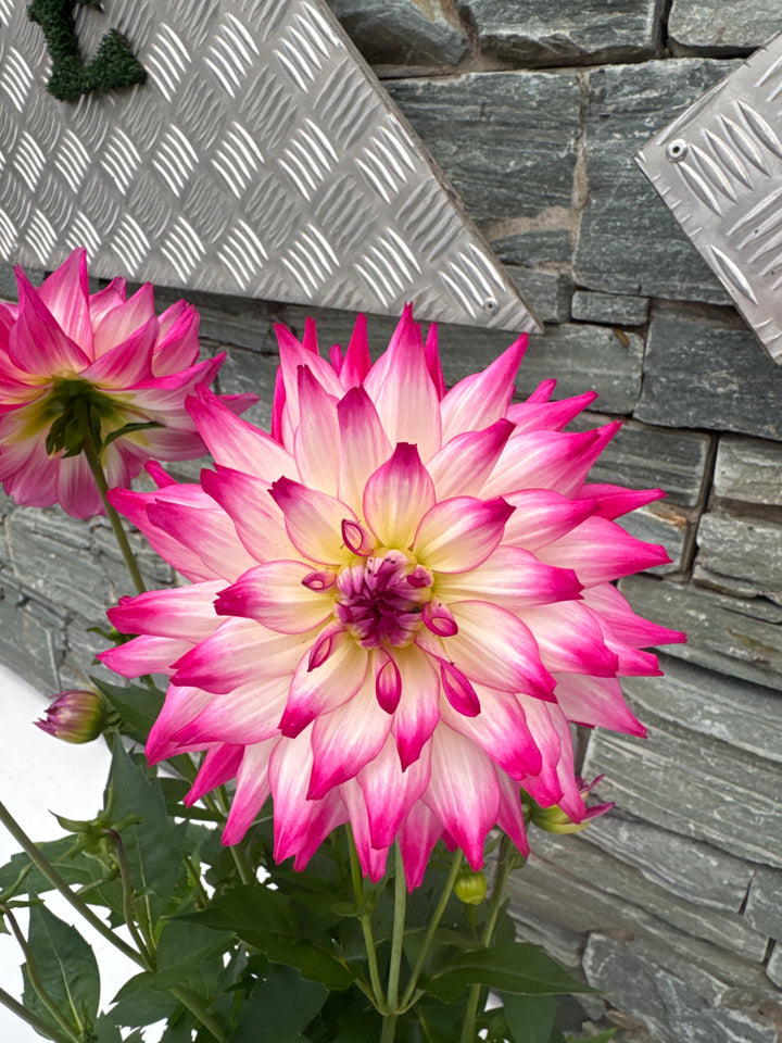 Big Dahlia Maggiore Xtra Large 3ltr