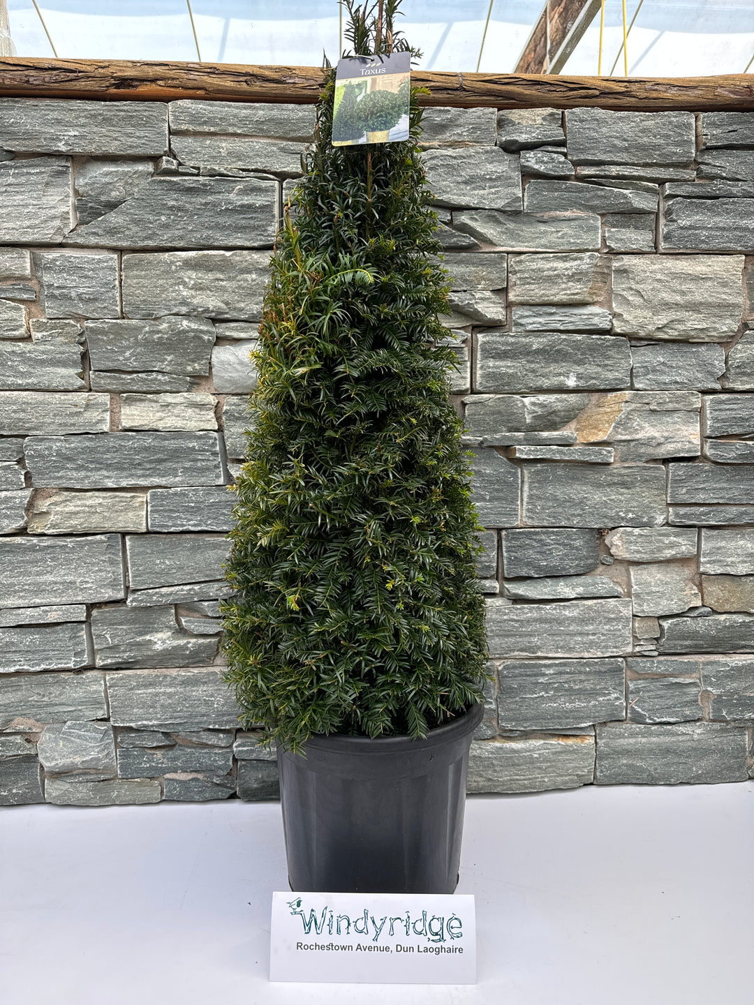 Taxus baccata  70-80 CM PYR D10