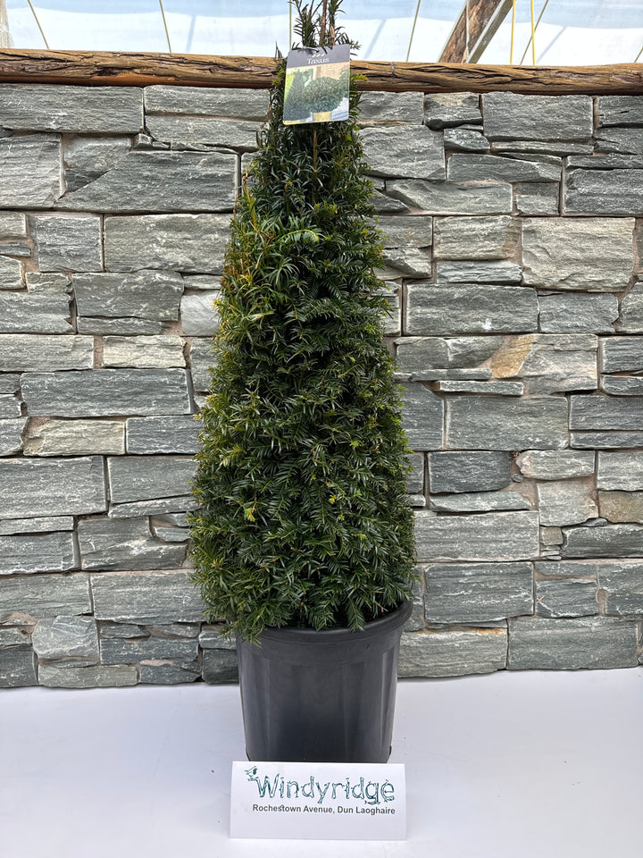 Taxus baccata  70-80 CM PYR D10