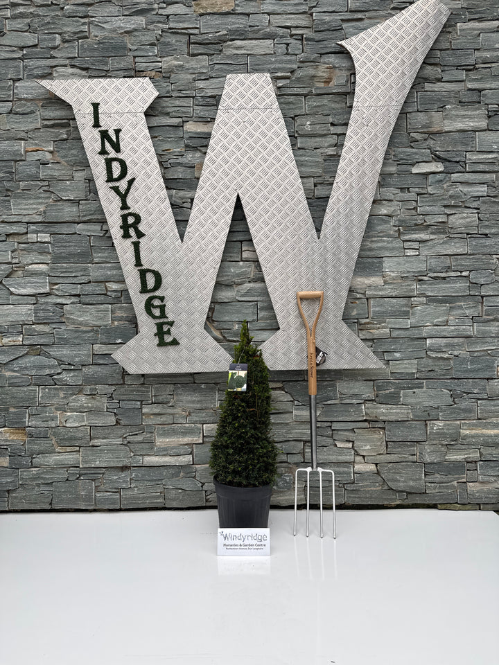 Taxus baccata  70-80 CM PYR D10