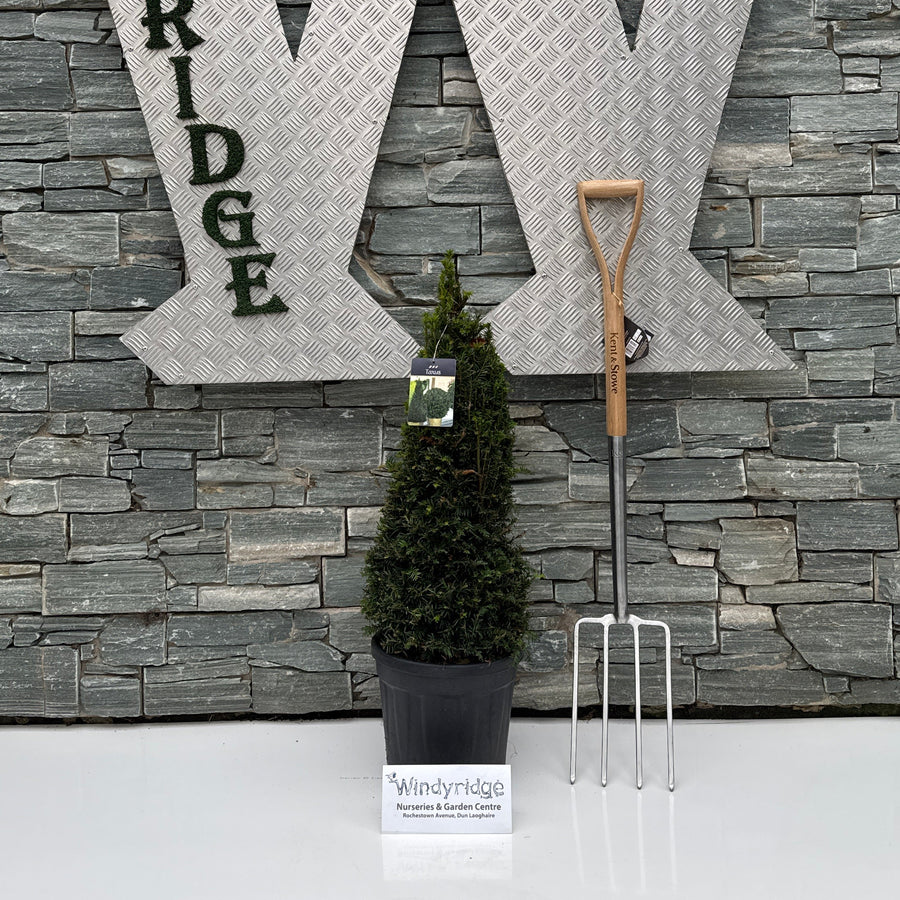 Large decorative letter 'W' with 'INDYRIDGE' on a stone wall background