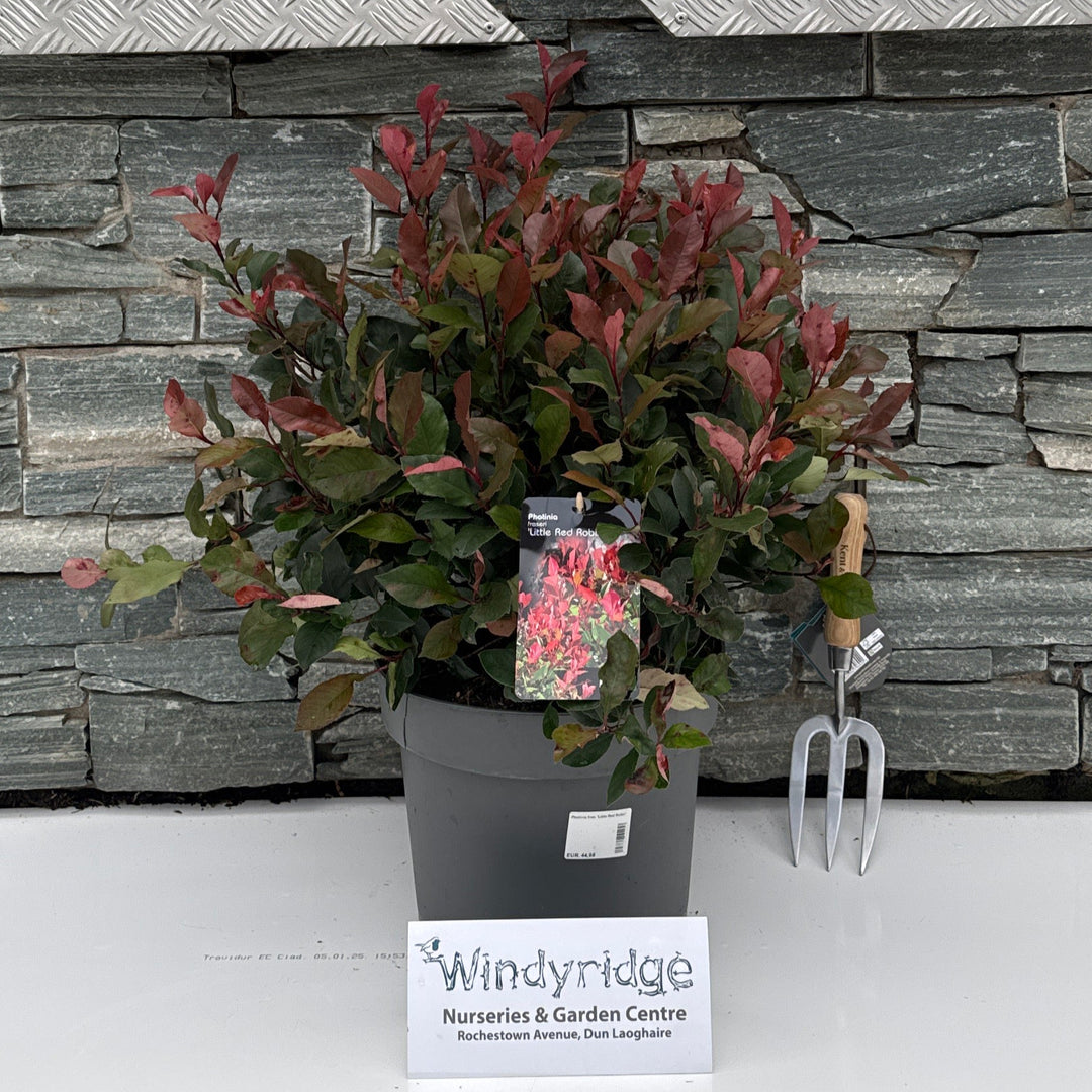 Photinia fras. Little Red Robin