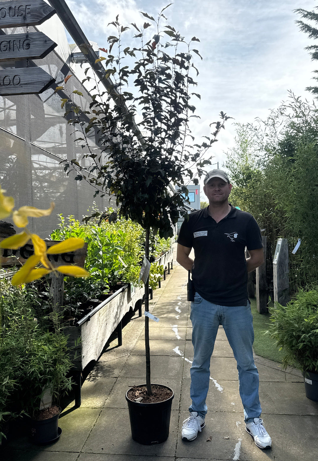 Malus toringo 'Freja' Stem 120 cm. C18