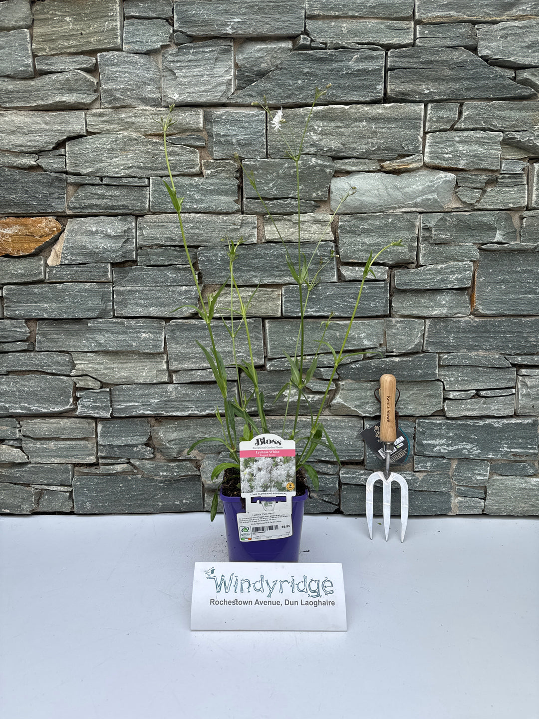 Lychnis Petite White