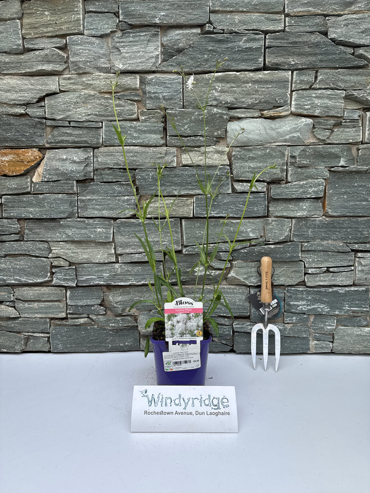 Lychnis Petite White