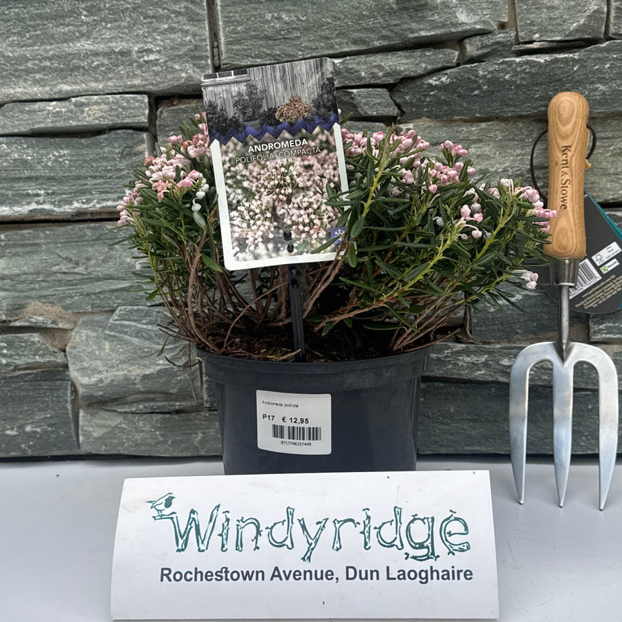 Andromeda Polifolia Compacta - Shrubs - Windyridge Garden Centre