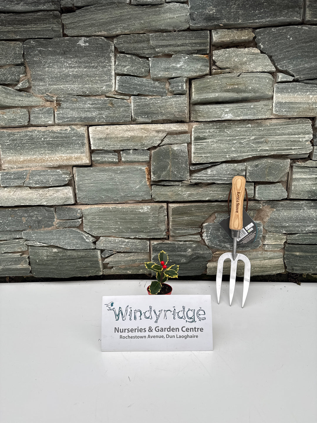 Ilex aquifolium variegated leaf 2 red currant