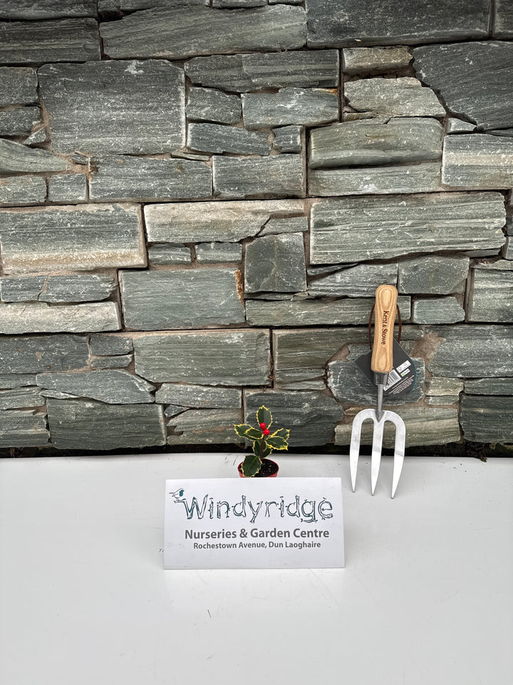 Ilex aquifolium variegated leaf 2 red currant