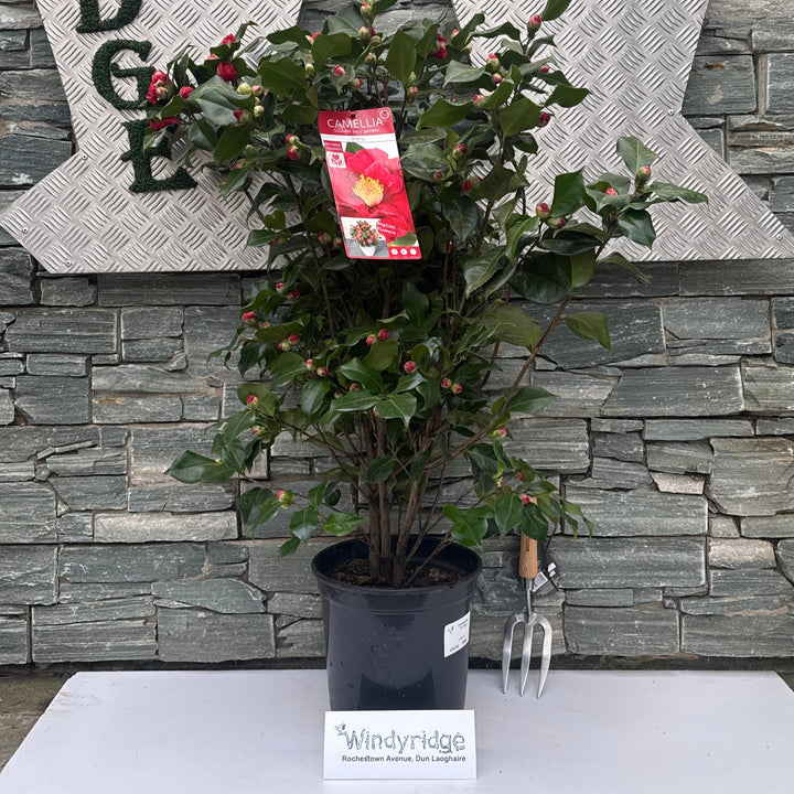 Camellia jap Dr King
