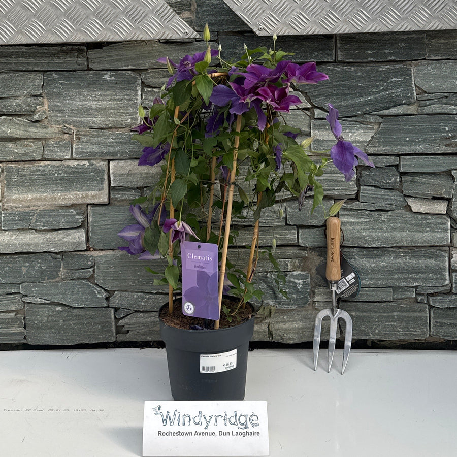 Clematis Garland Mix  P19 - Double Arch Cane - Climbers - Windyridge Garden Centre