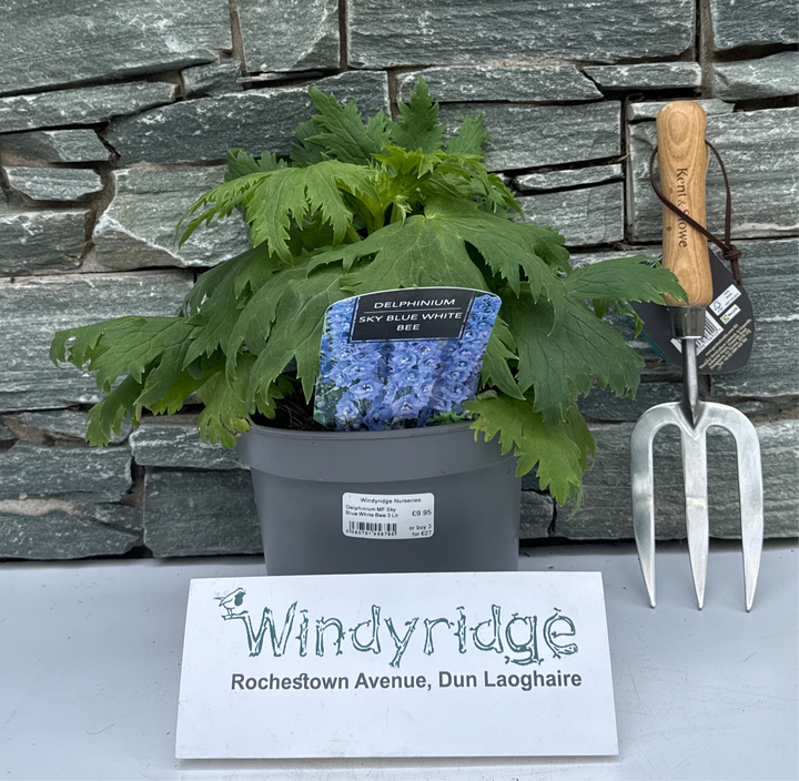 Delphinium MF Sky Blue White Bee 3 Ltr