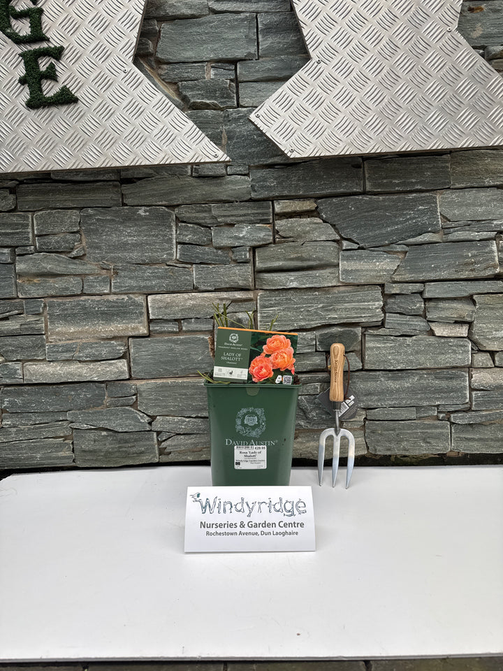 Rosa Lady of Shalott