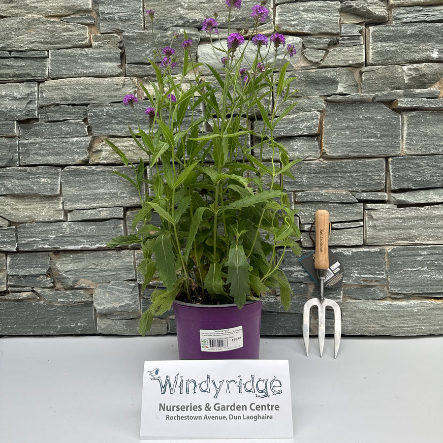 Verbena Rigida 3Lt Pot - Herbaceous - Windyridge Garden Centre